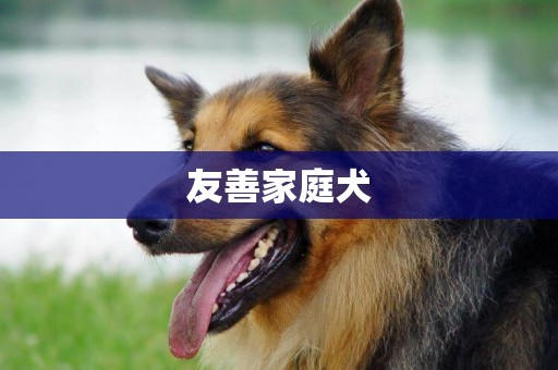 友善家庭犬